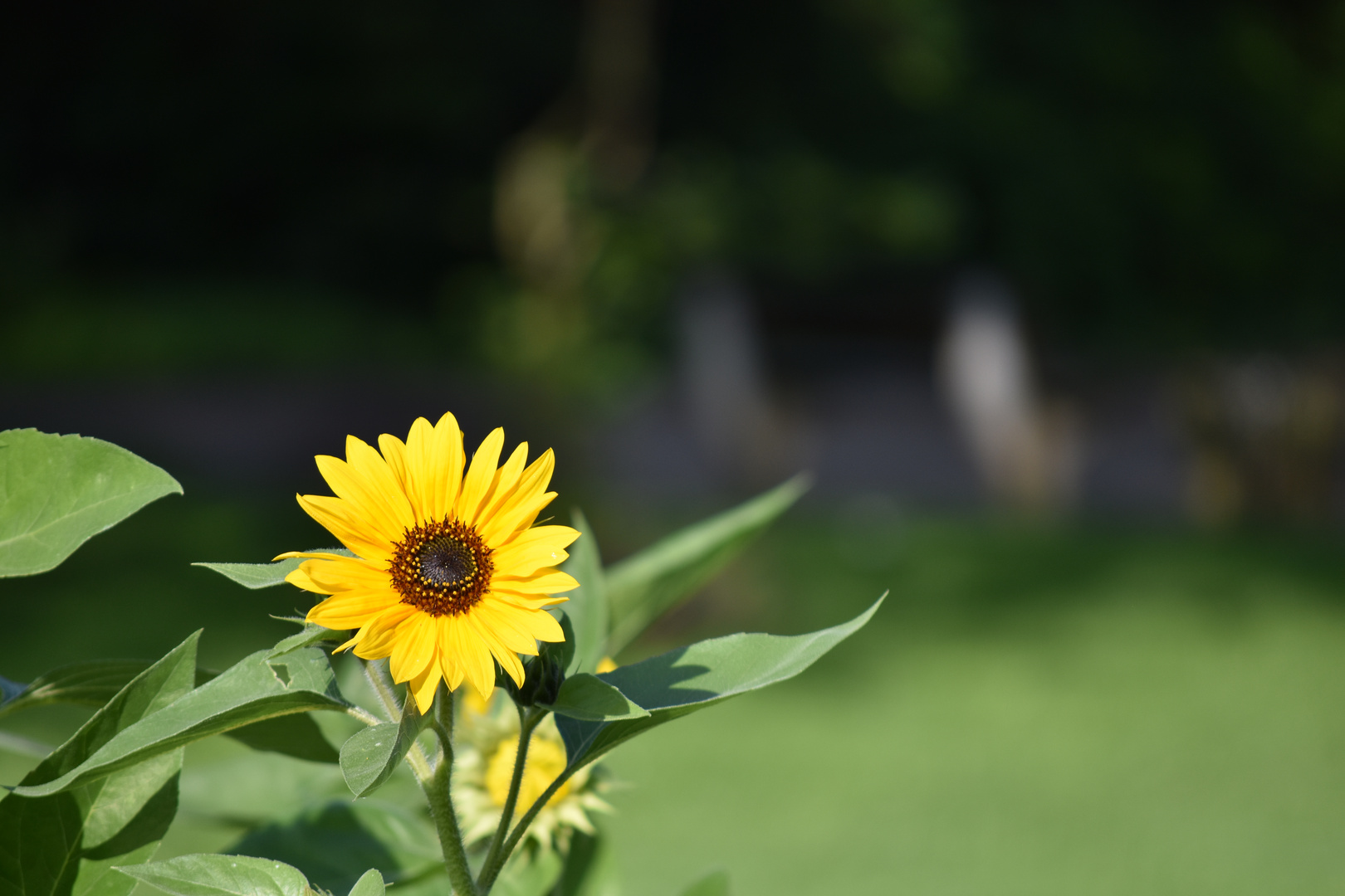 Sonnenblumen am Morgen 4