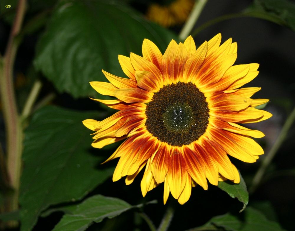 Sonnenblumen am Nachmittag