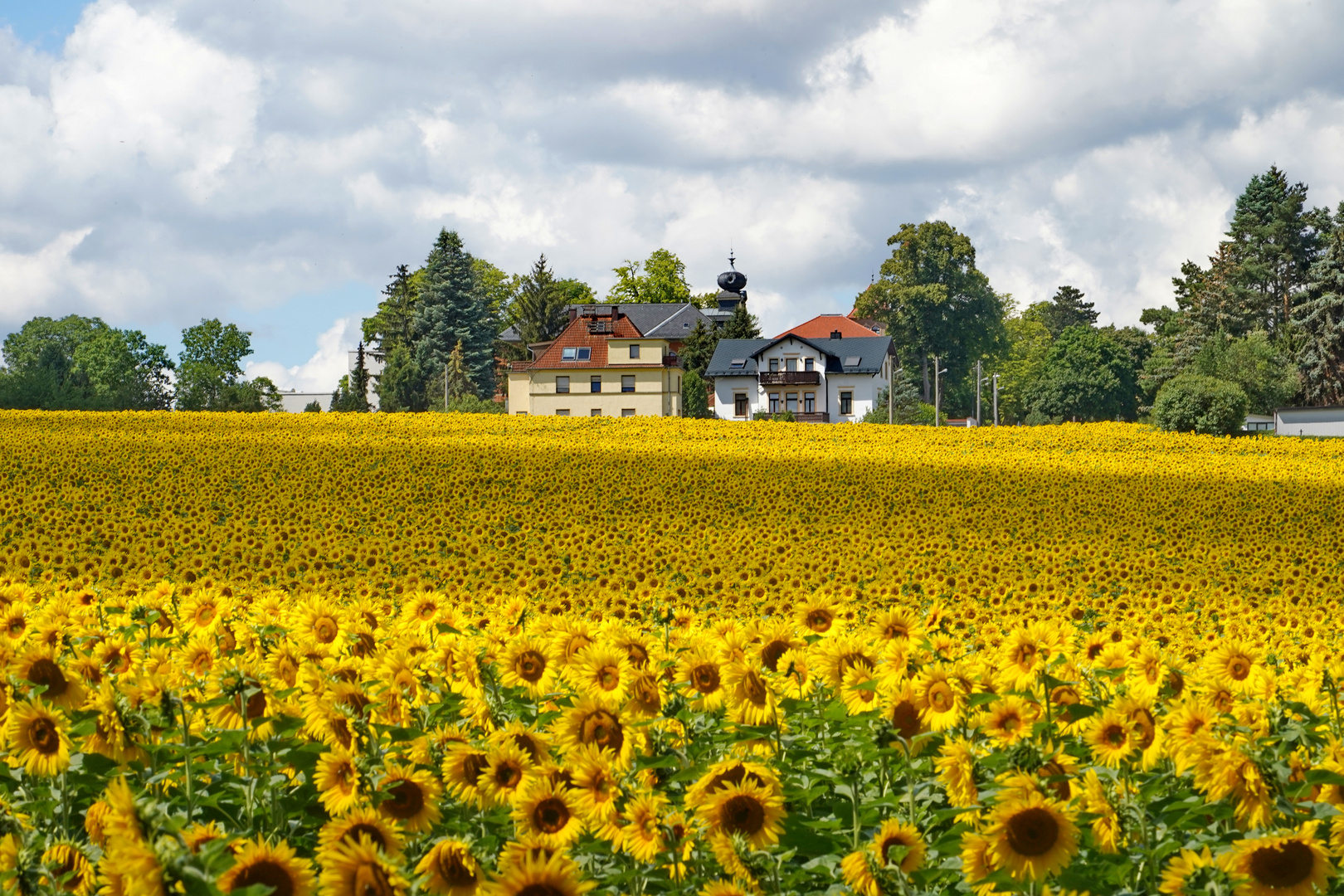 Sonnenblumen am Rand von Dresden