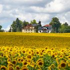Sonnenblumen am Rand von Dresden