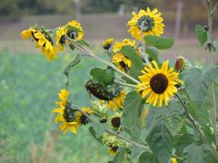 Sonnenblumen am Regentag 1