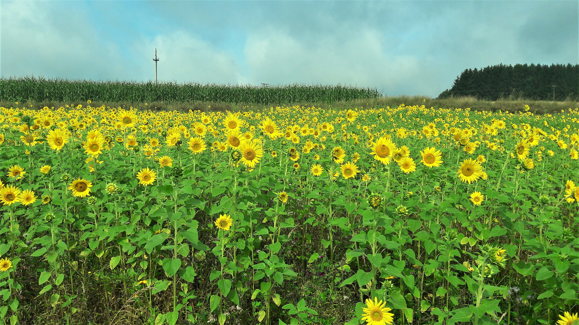 Sonnenblumen am Wegesrand