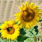 Sonnenblumen am Wegesrand