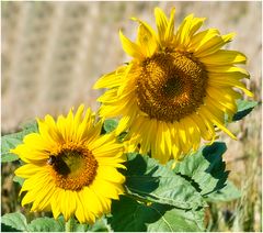 Sonnenblumen am Wegesrand