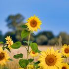 Sonnenblumen am Wegesrand