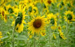 Sonnenblumen am Wegesrand