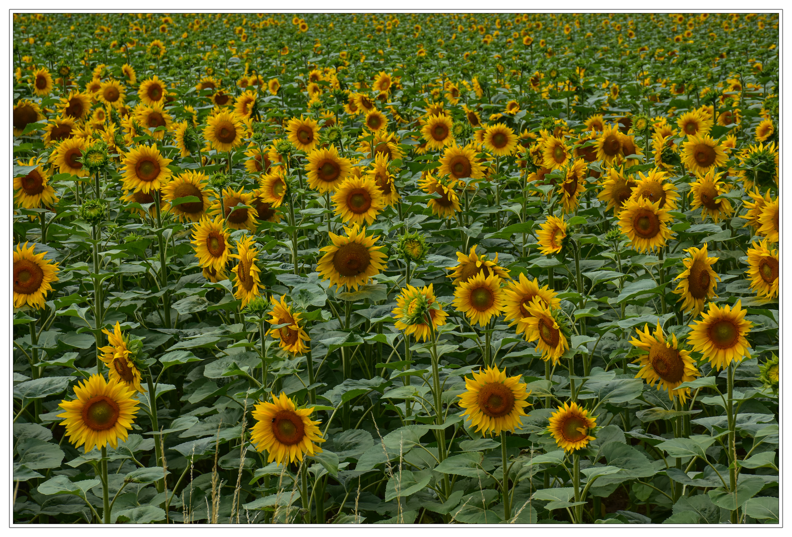 Sonnenblumen an der B 96
