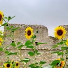 Sonnenblumen an der Fleckenmauer ...