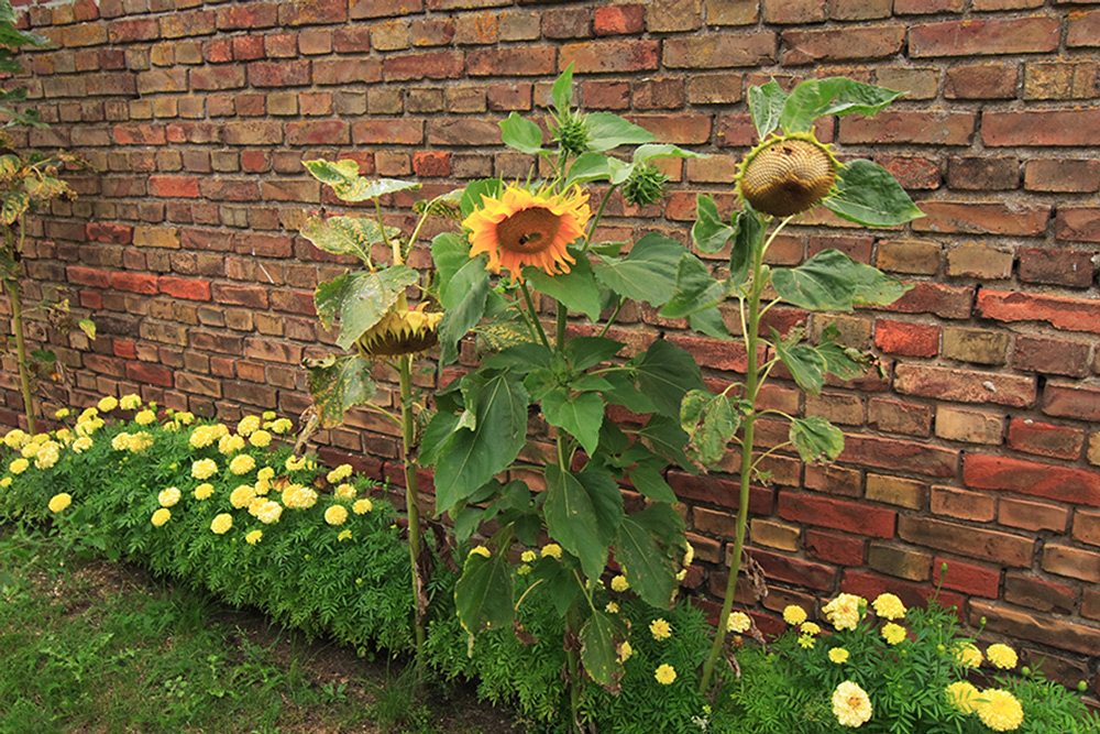 Sonnenblumen an der Mauer