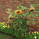 Sonnenblumen an der Mauer