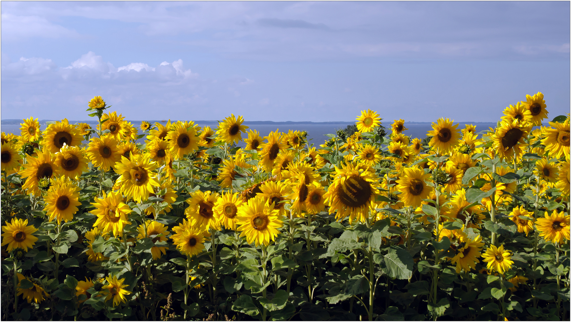 Sonnenblumen an der Ostsee