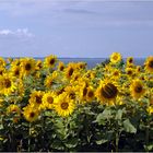 Sonnenblumen an der Ostsee