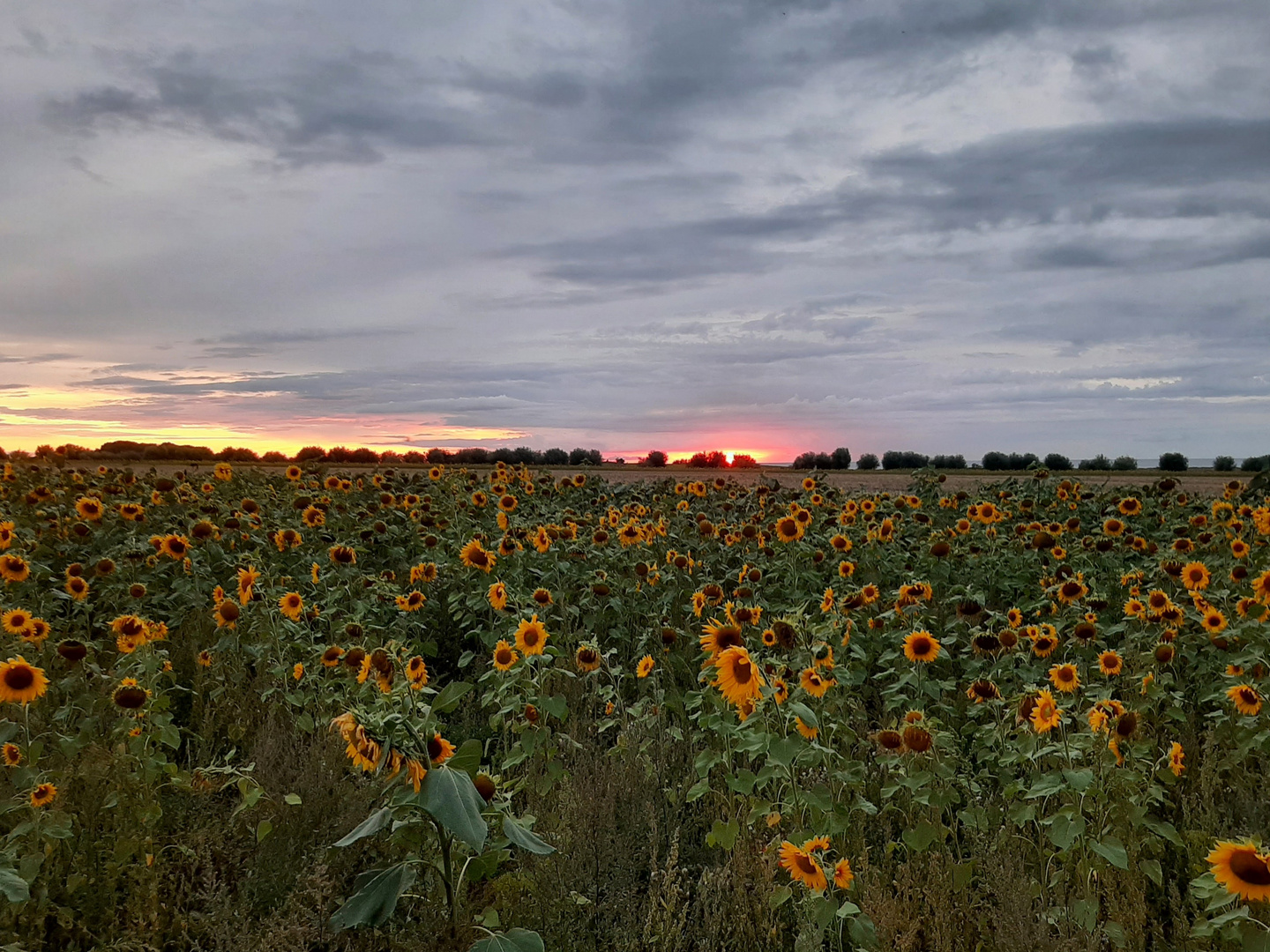 Sonnenblumen an der Ostsee