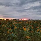 Sonnenblumen an der Ostsee