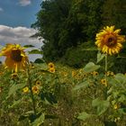 Sonnenblumen an der Weser