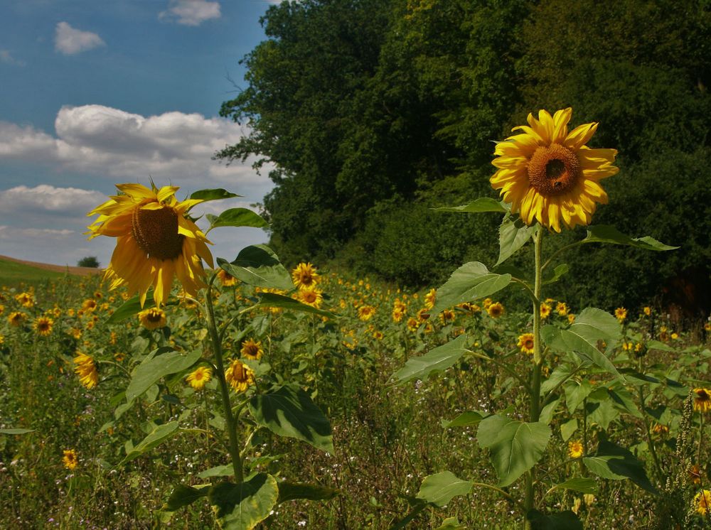 Sonnenblumen an der Weser