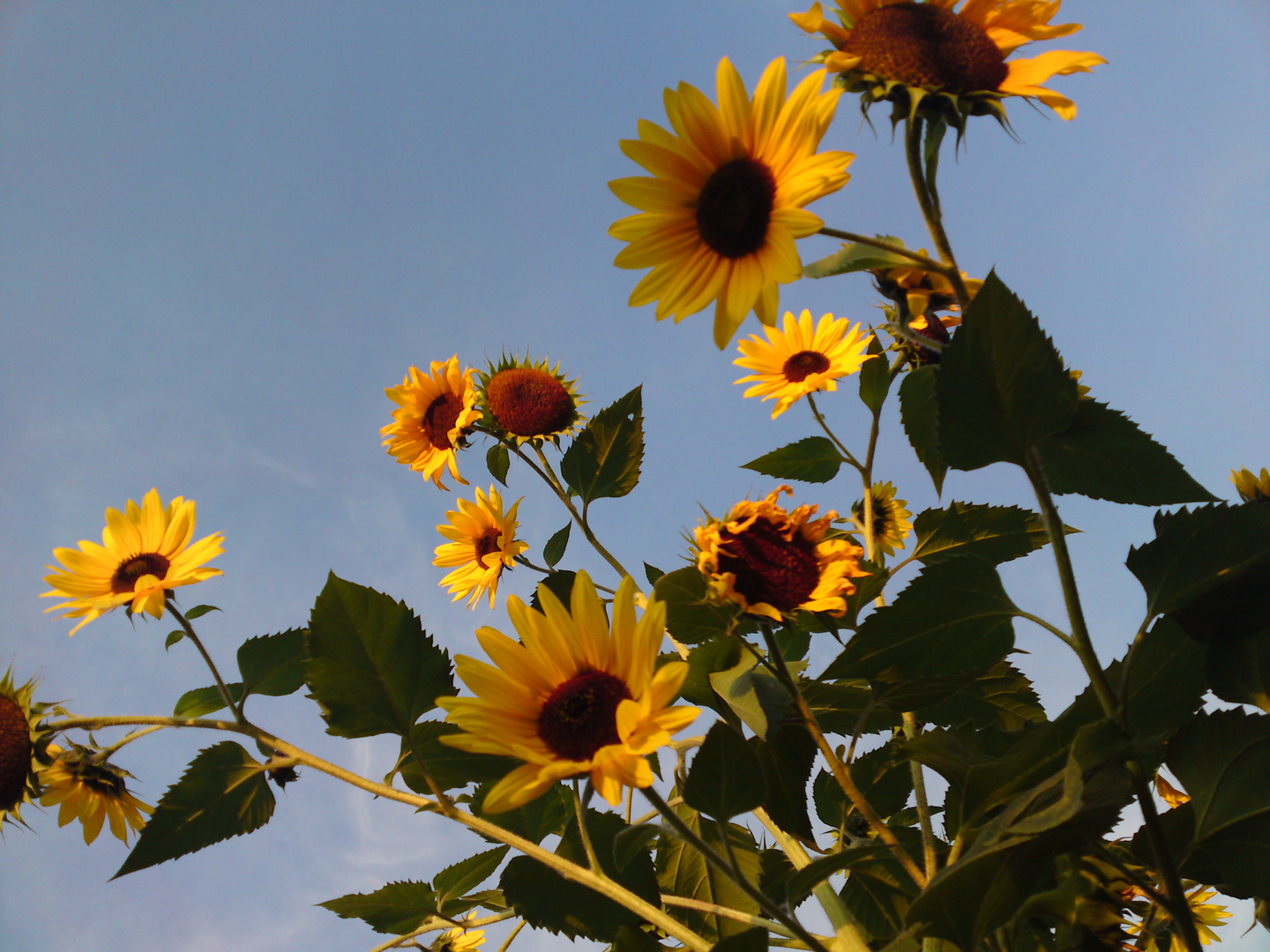 Sonnenblumen an einem Spätnachmittag im September