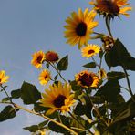 Sonnenblumen an einem Spätnachmittag im September