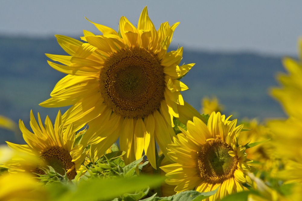 Sonnenblumen an heißen Sommer Tag