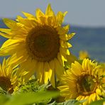 Sonnenblumen an heißen Sommer Tag