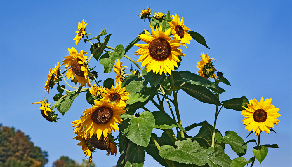 Sonnenblumen an ihrem letzten Tag! Foto & Bild pflanzen, pilze