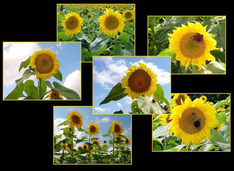 Sonnenblumen - Ansichten