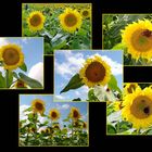 Sonnenblumen - Ansichten