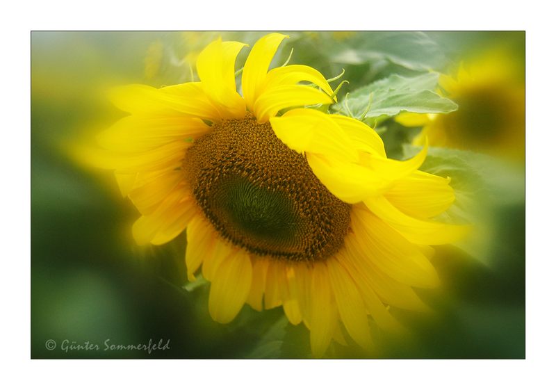 Sonnenblumen-Aquarell