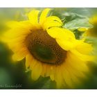 Sonnenblumen-Aquarell