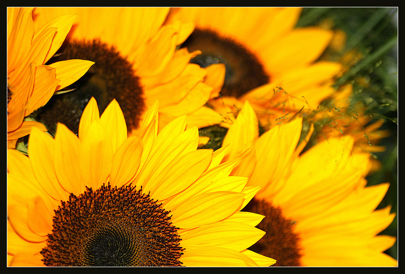 Sonnenblumen Arrangement