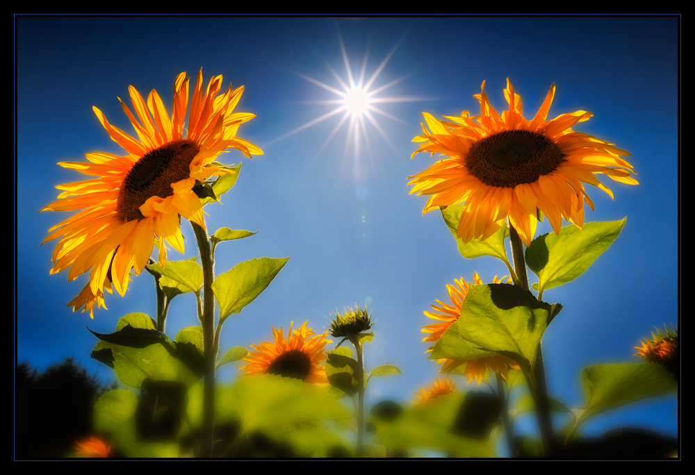 Sonnenblumen at High Noon