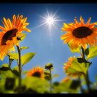 Sonnenblumen at High Noon