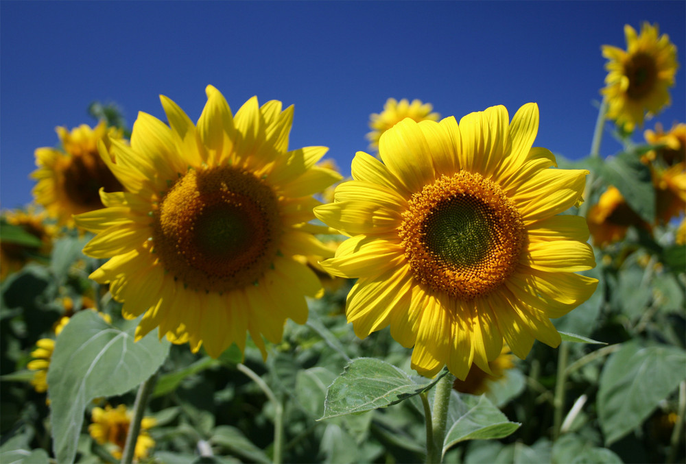 Sonnenblumen - auch an der Donau