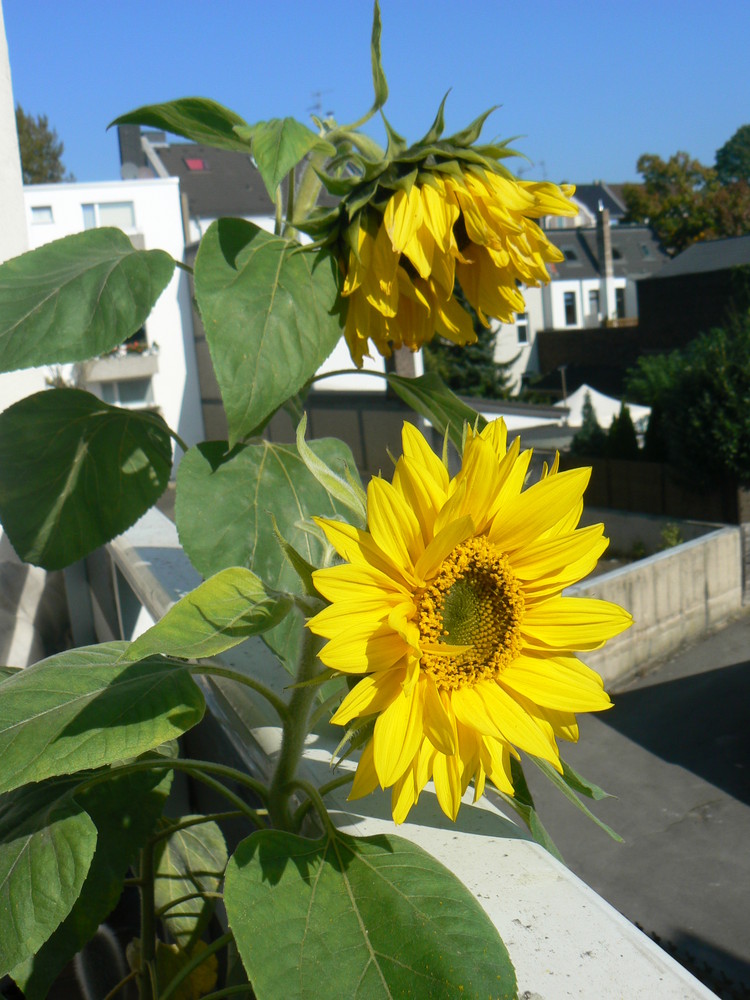 Sonnenblumen auf Balkonien