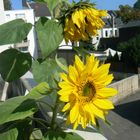 Sonnenblumen auf Balkonien