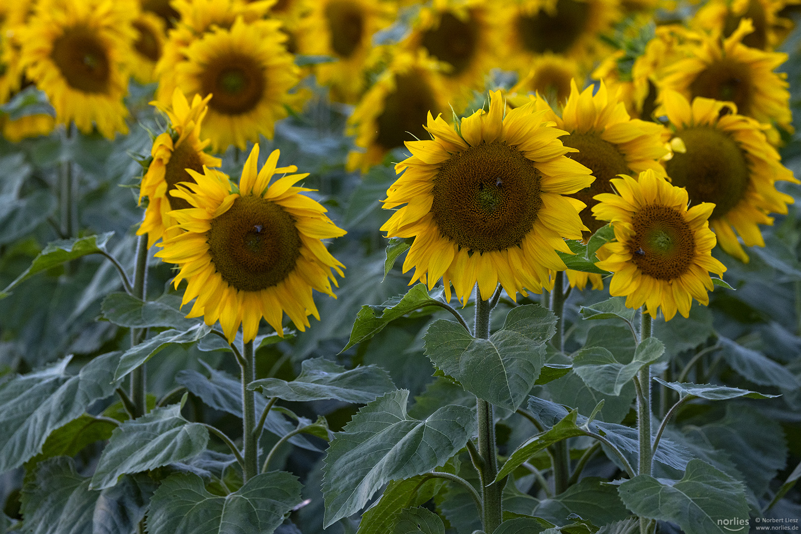 Sonnenblumen auf dem Feld