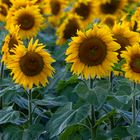 Sonnenblumen auf dem Feld