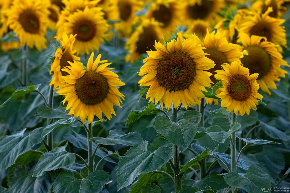 Sonnenblumen auf dem Feld