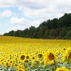 Sonnenblumen auf dem Seerücken Südseite