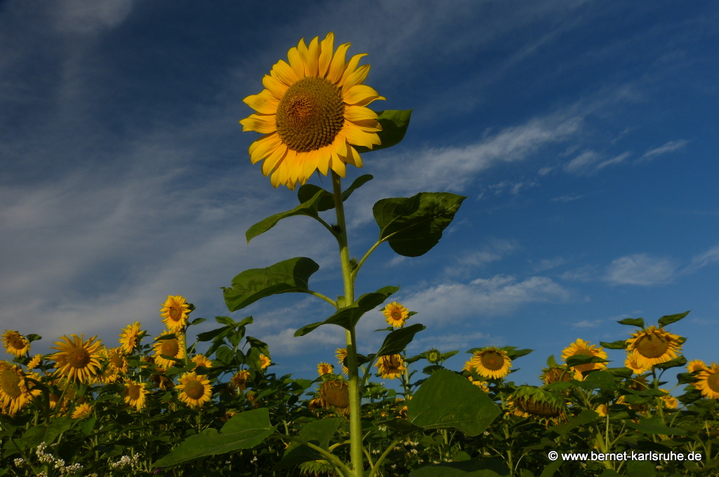 Sonnenblumen auf der Bienenenweide