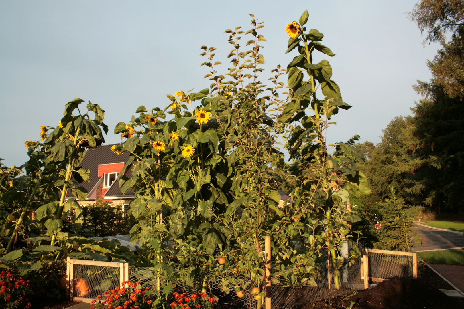 Sonnenblumen auf Kompost