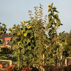 Sonnenblumen auf Kompost