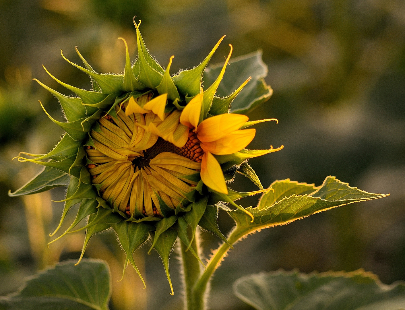 Sonnenblumen-Aufgang