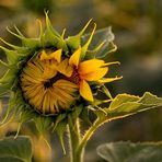 Sonnenblumen-Aufgang