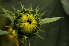 "Sonnenblumen-Auge"