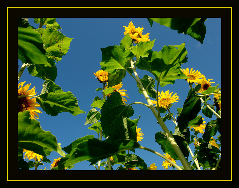 Sonnenblumen aus Hamminkeln...2