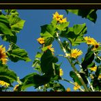 Sonnenblumen aus Hamminkeln...2