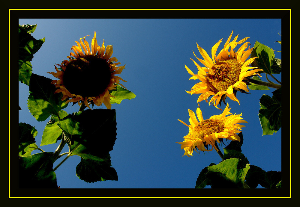 Sonnenblumen aus Hamminkeln...3