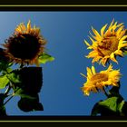 Sonnenblumen aus Hamminkeln...3