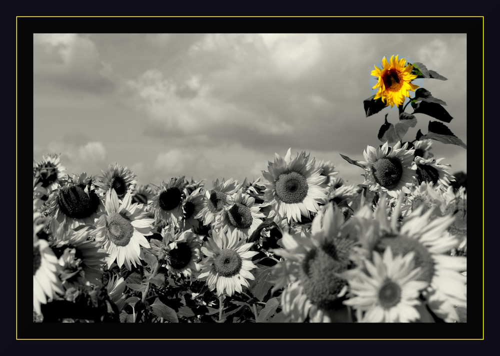 Sonnenblumen aus Hamminkeln...5